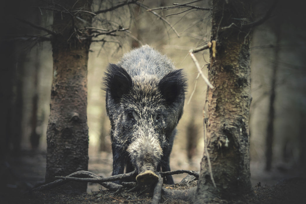 Nahaufnahme Wildschwein im Wald, Glasbild