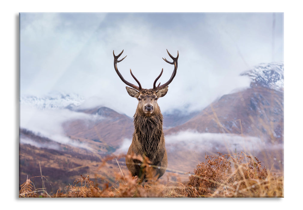 Majestätischer Hirsch in Berglandschaft, Glasbild