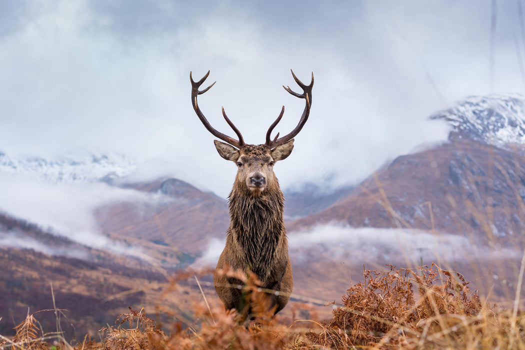 Majestätischer Hirsch in Berglandschaft, Glasbild