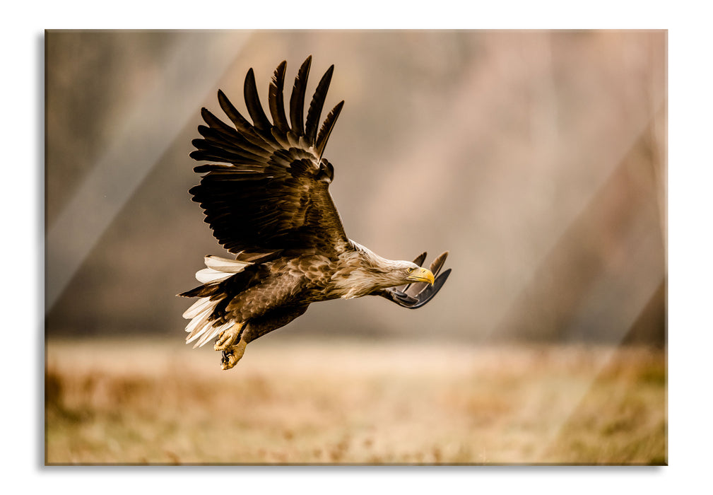 Pixxprint Nahaufnahme Adler bei der Jagd, Glasbild