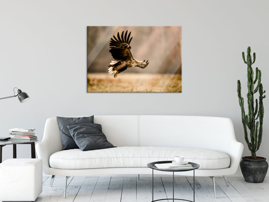 Nahaufnahme Adler bei der Jagd, Glasbild