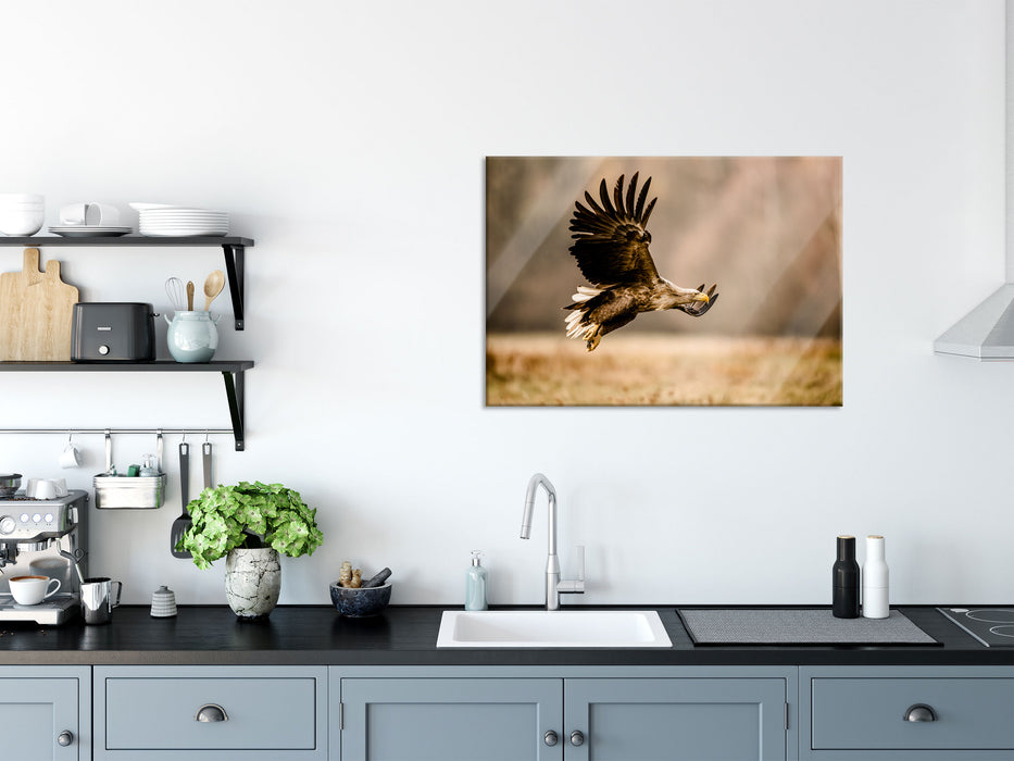 Nahaufnahme Adler bei der Jagd, Glasbild