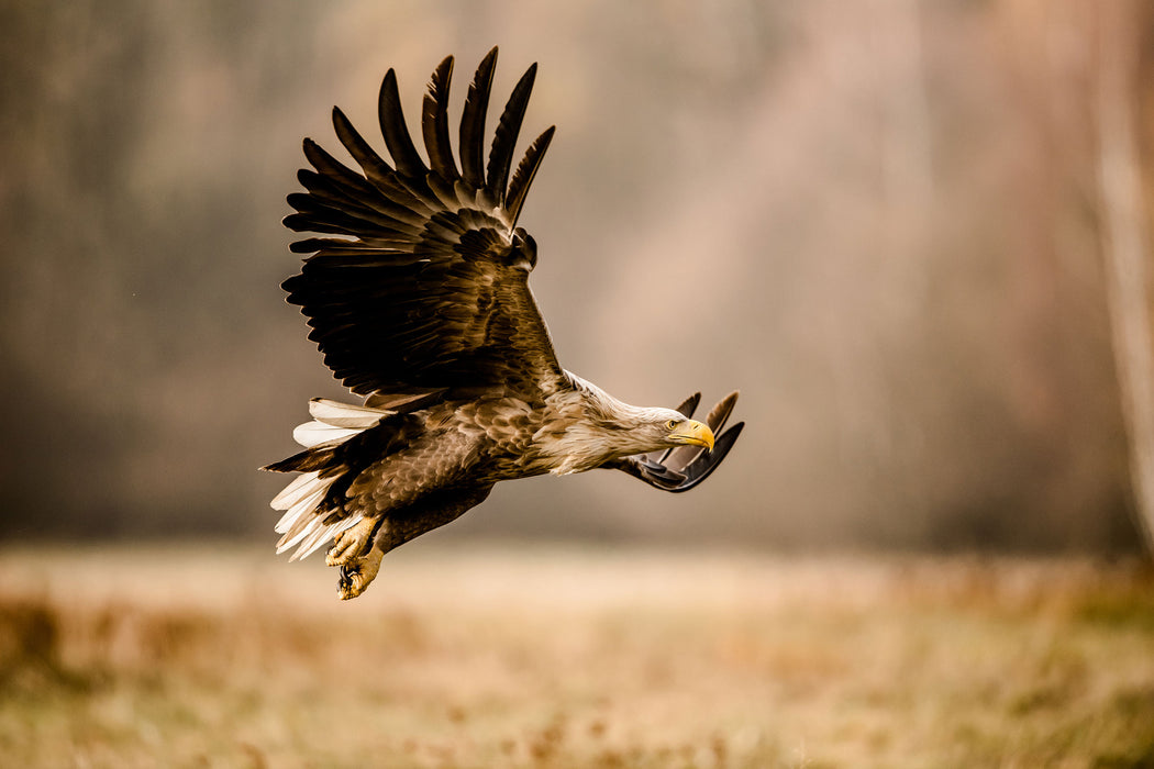 Nahaufnahme Adler bei der Jagd, Glasbild