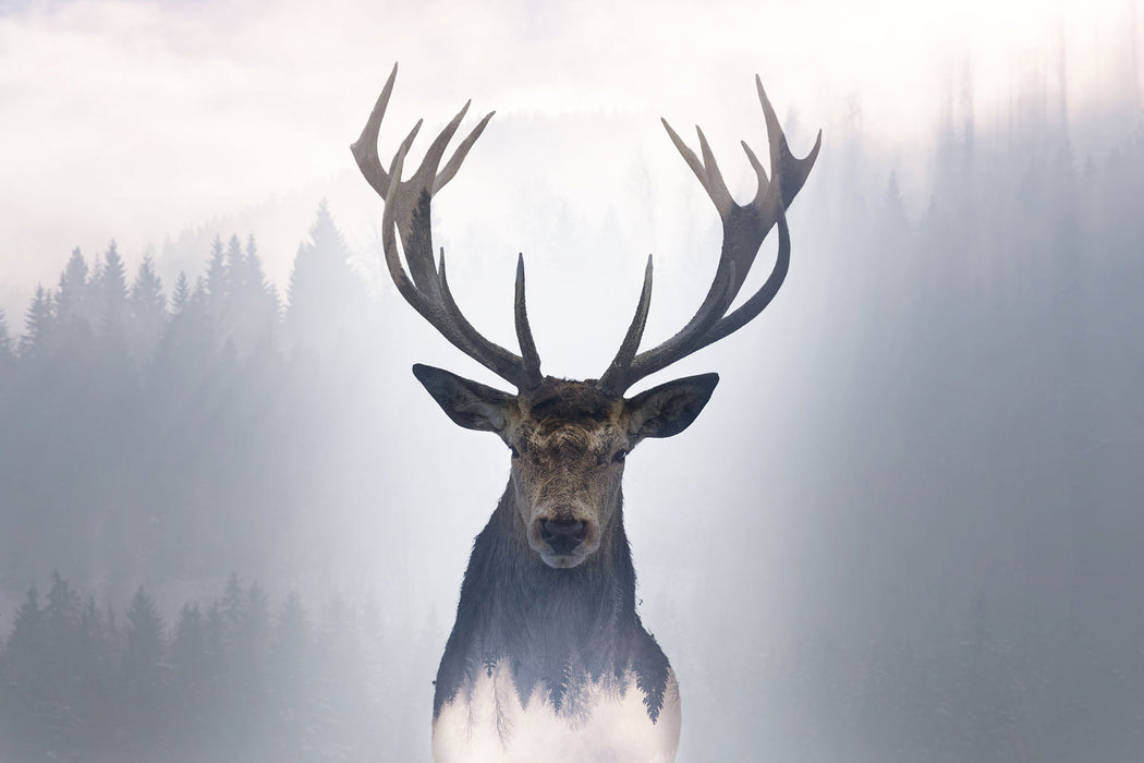 Nahaufnahme Hirsch im Nebelwald abstrakt, Glasbild