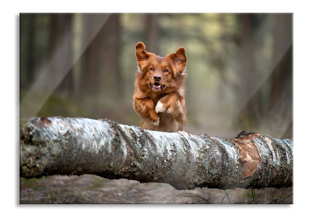 Hund springt über Baumstamm im Wald, Glasbild