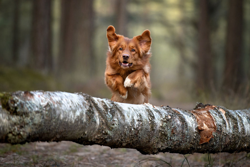 Hund springt über Baumstamm im Wald, Glasbild