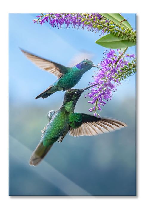 Pixxprint Zwei grüne Kolibris an lila Blume, Glasbild