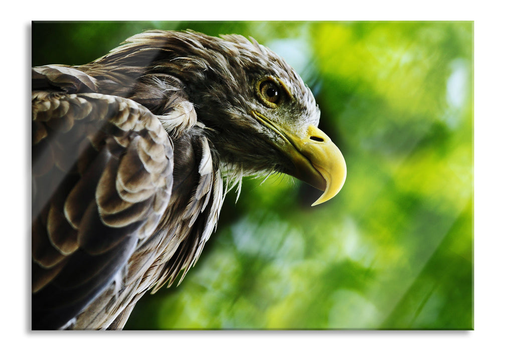 Pixxprint Mächtiger Adler Nahaufnahme, Glasbild