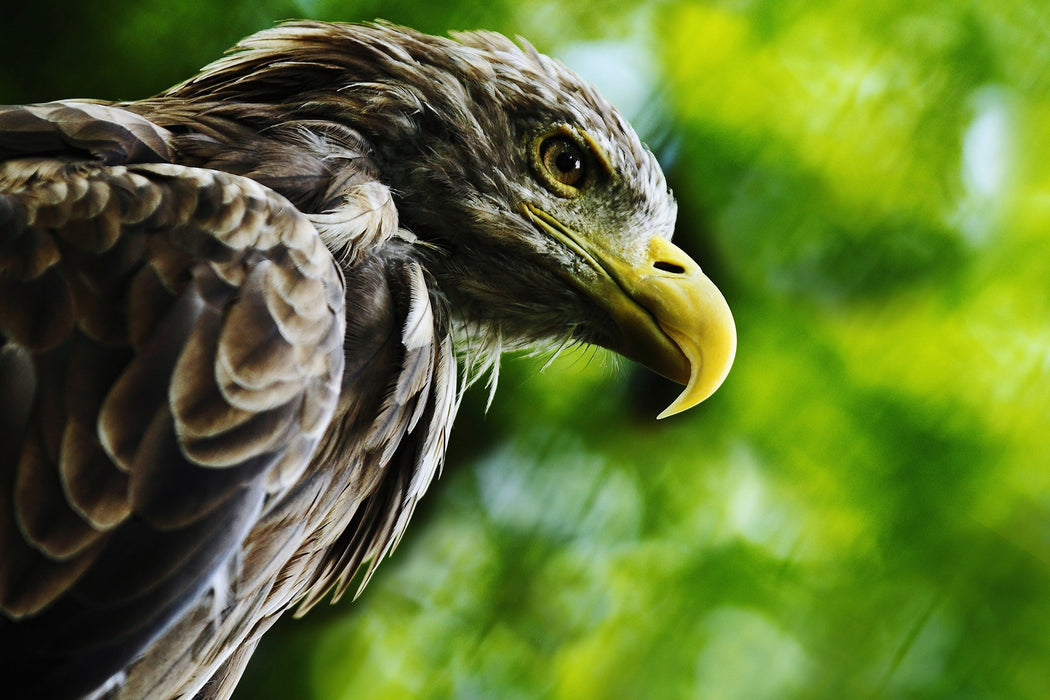 Mächtiger Adler Nahaufnahme, Glasbild