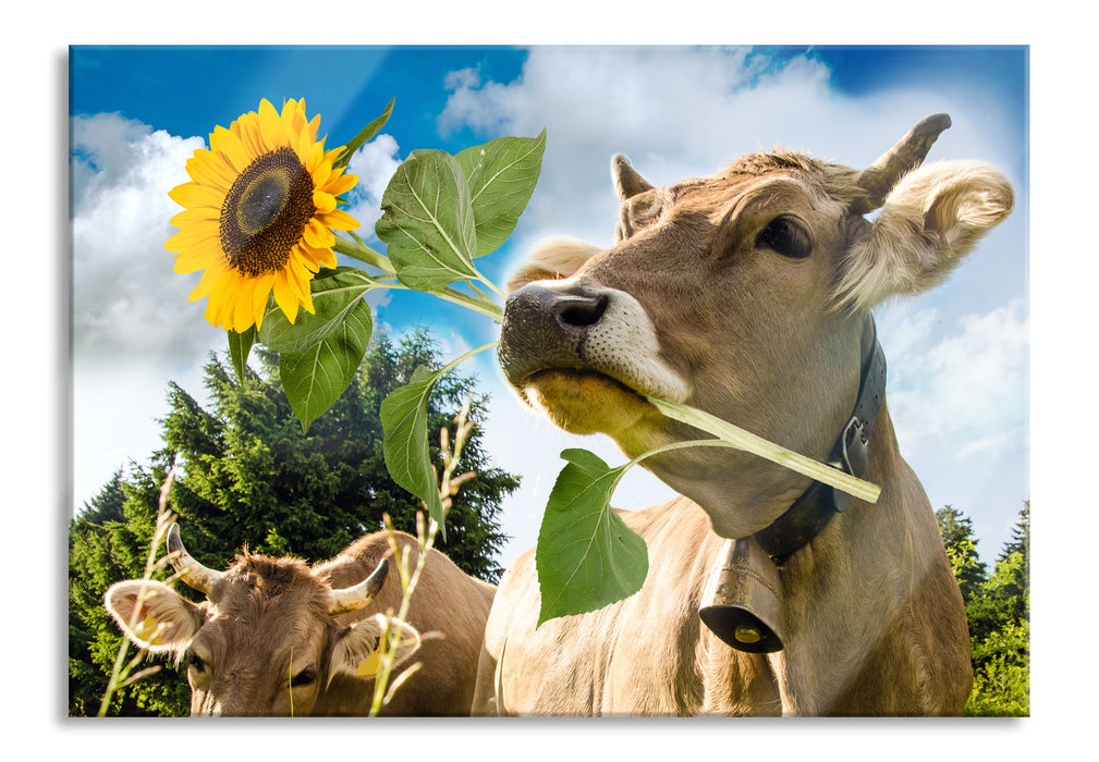 Pixxprint Nahaufnahme Kuh mit Sonnenblume im Maul, Glasbild