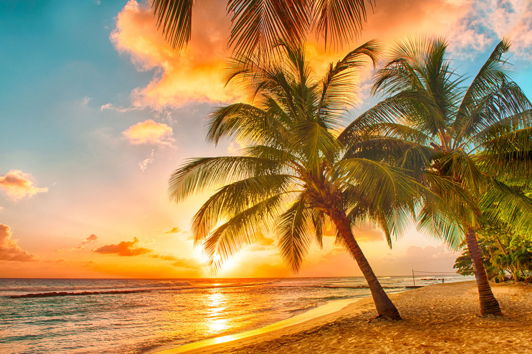 Palmen im Sonnenuntergang auf Barbados, Glasbild