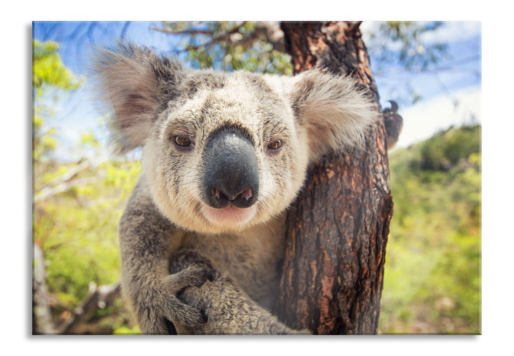 Pixxprint Neugieriger Koala am Baum Nahaufnahme, Glasbild