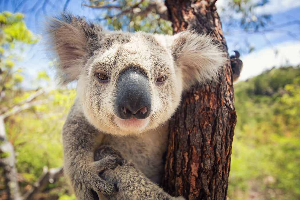 Neugieriger Koala am Baum Nahaufnahme, Glasbild