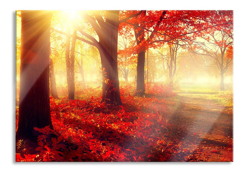 Sonnenstrahlen durch rote Herbstbäume, Glasbild