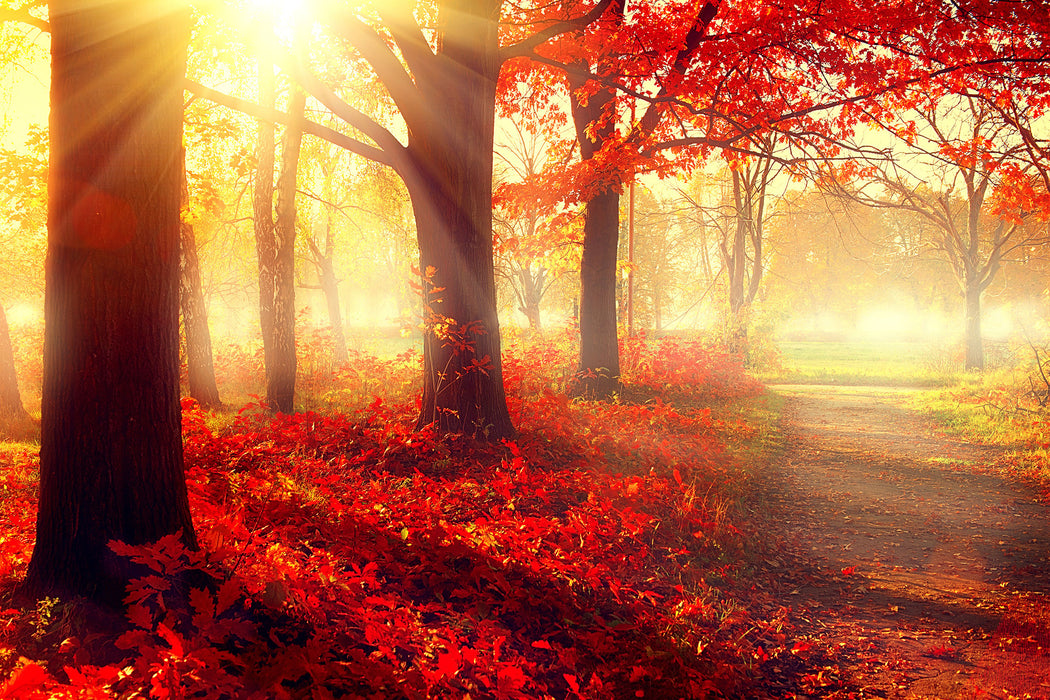 Sonnenstrahlen durch rote Herbstbäume, Glasbild