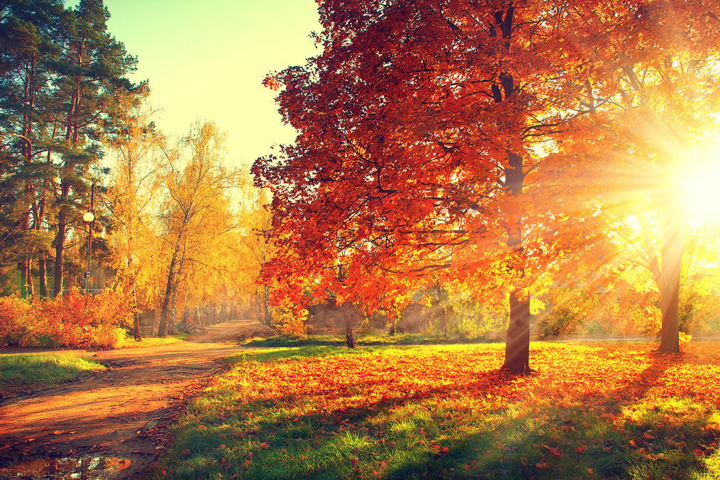 Weg durch bunten Herbstwald, Glasbild