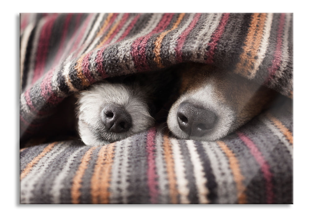 Hundeschnauzen unter Kuscheldecke, Glasbild