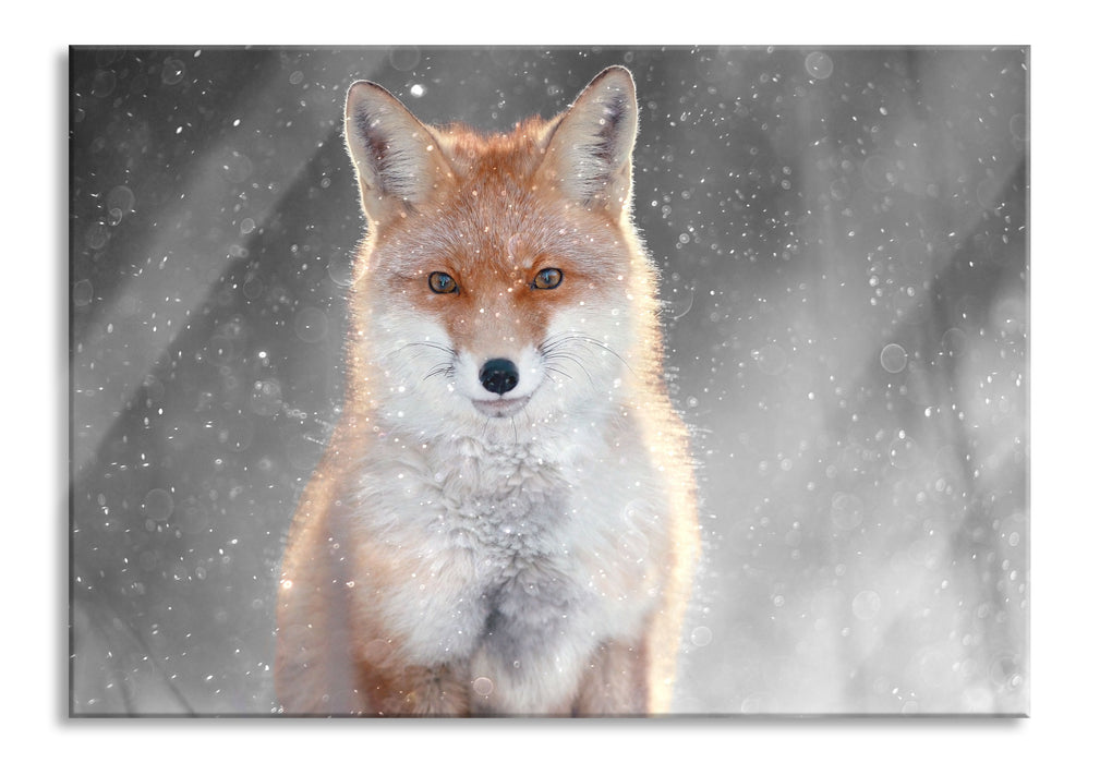 Pixxprint Roter Fuchs im Winter B&W Detail, Glasbild