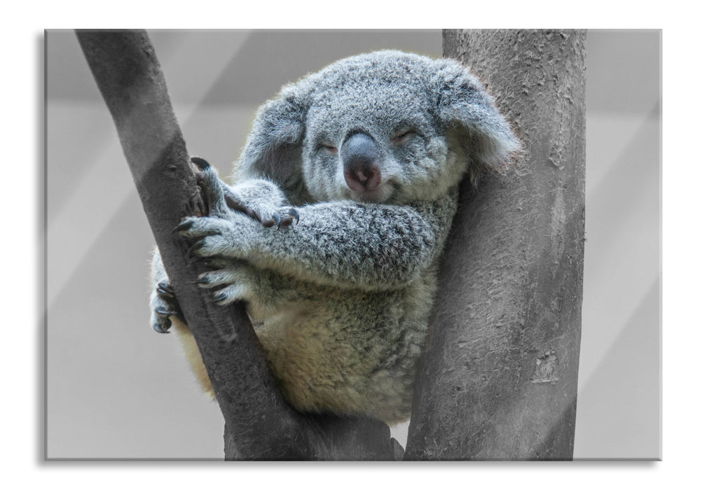 Pixxprint Schlafender Koala im Baum B&W Detail, Glasbild