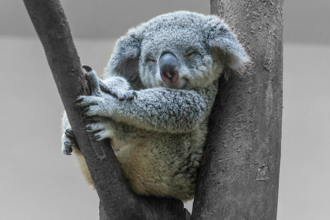 Schlafender Koala im Baum B&W Detail, Glasbild