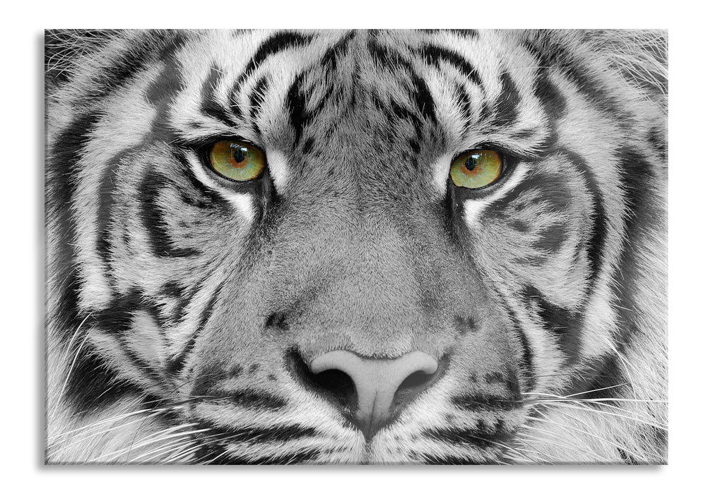 Pixxprint Nahaufnahme Sumatra Tiger B&W Detail, Glasbild