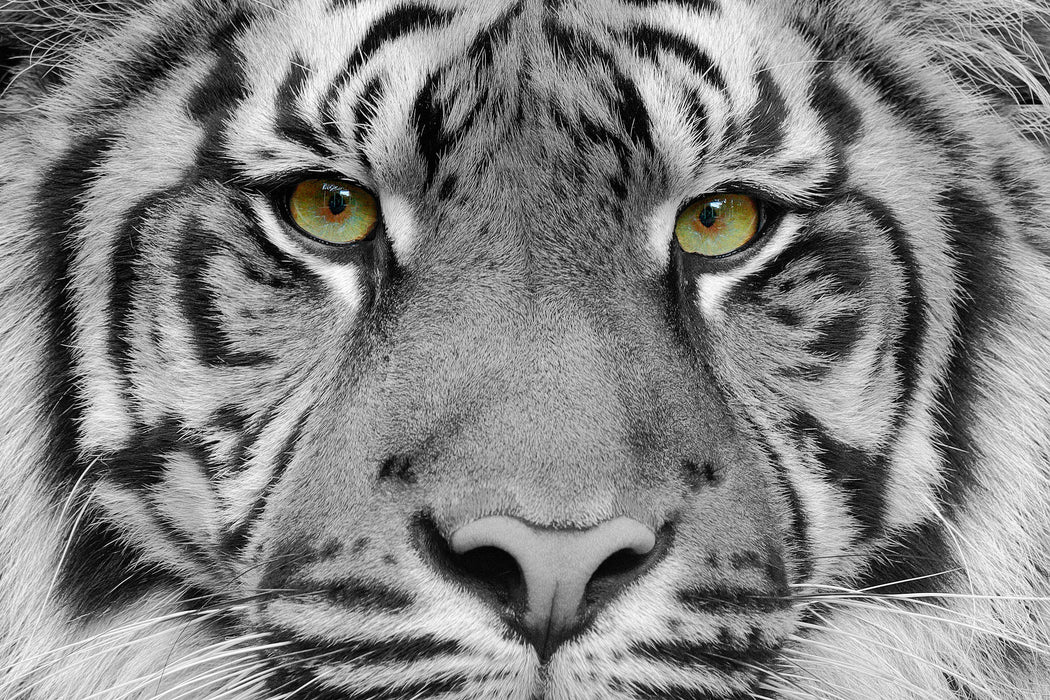 Nahaufnahme Sumatra Tiger B&W Detail, Glasbild