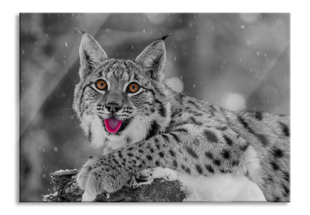 Pixxprint Luchs auf schneebedecktem Baumstumpf B&W Detail, Glasbild