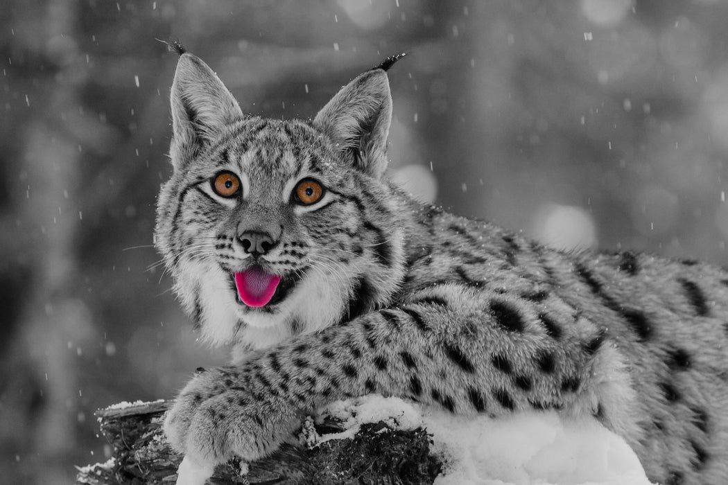 Luchs auf schneebedecktem Baumstumpf B&W Detail, Glasbild