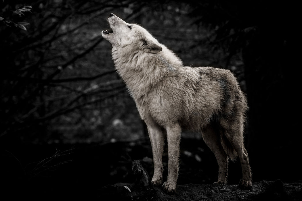 Weißer heulender Wolf im Wald B&W Detail, Glasbild