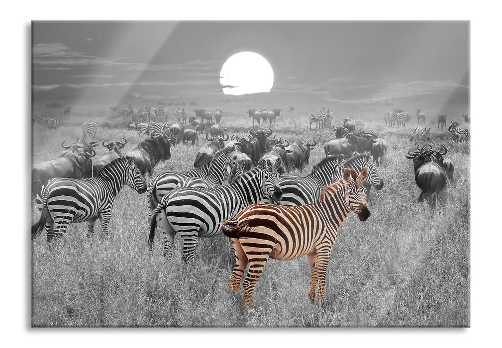 Pixxprint Zebraherde Savanne bei Sonnenuntergang B&W Detail, Glasbild