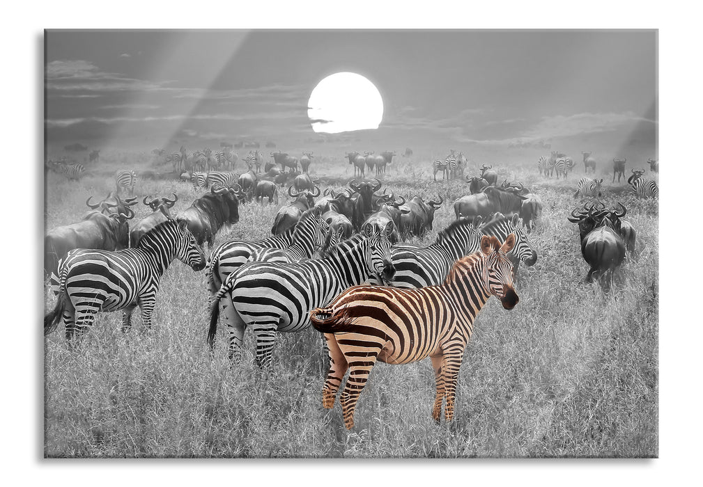 Pixxprint Zebraherde Savanne bei Sonnenuntergang B&W Detail, Glasbild