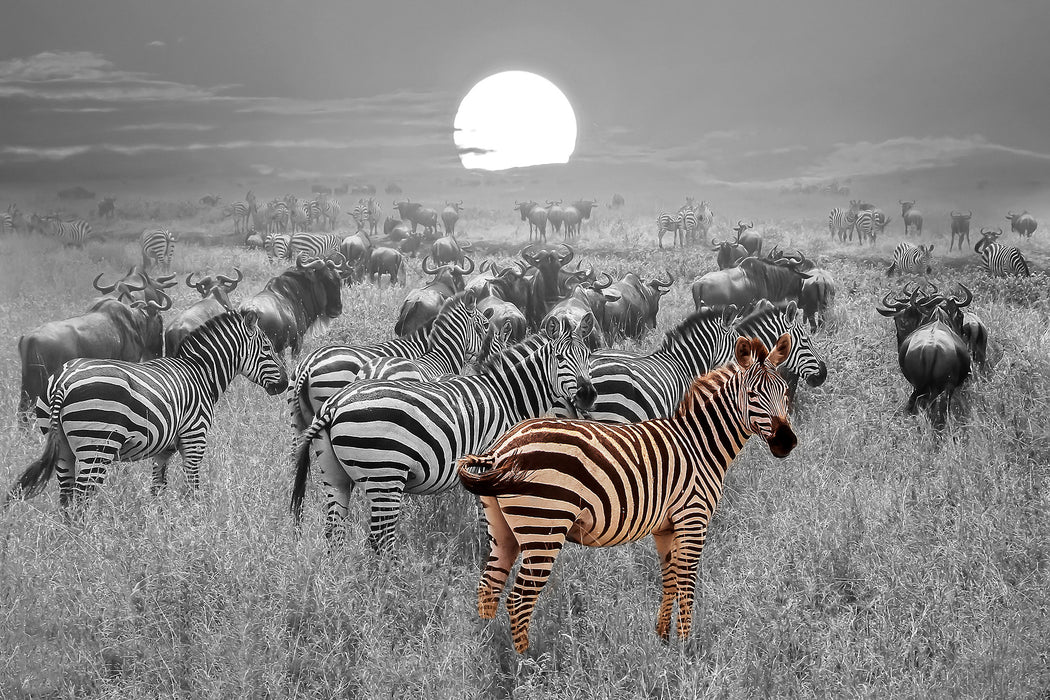 Zebraherde Savanne bei Sonnenuntergang B&W Detail, Glasbild