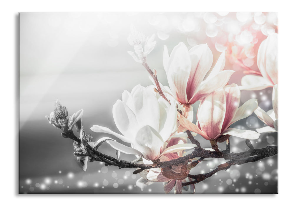 Pixxprint Wunderschöne Magnolien Nahaufnahme B&W Detail, Glasbild