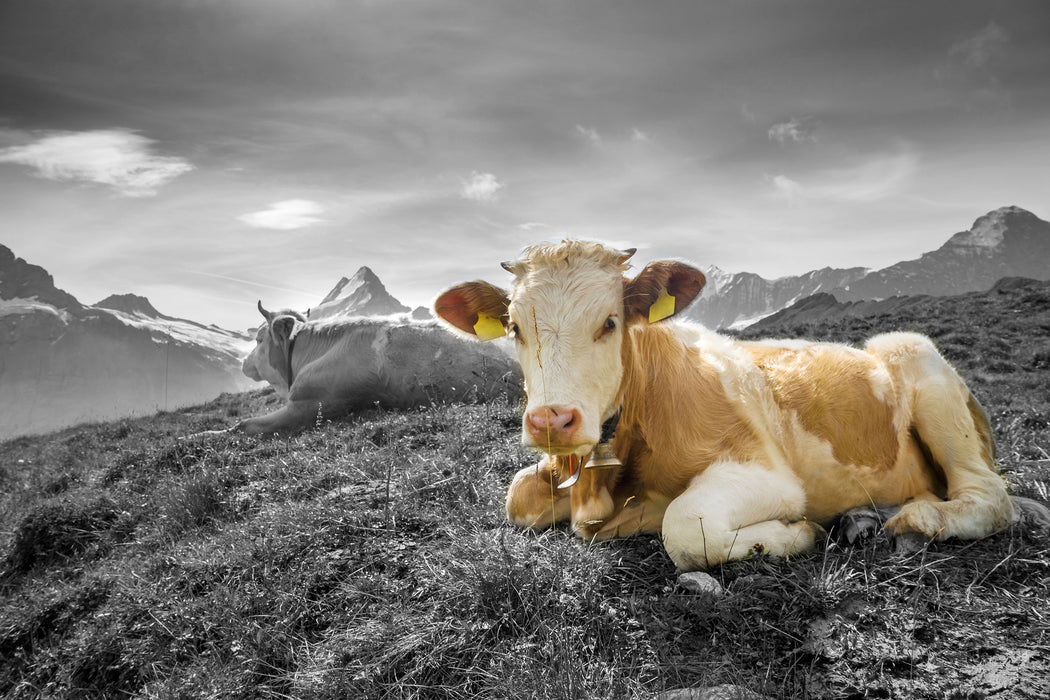 Simmentaler Kühe vor Schweizer Alpen B&W Detail, Glasbild