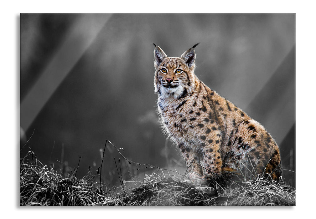 Pixxprint Europäischer Luchs auf Wiese B&W Detail, Glasbild