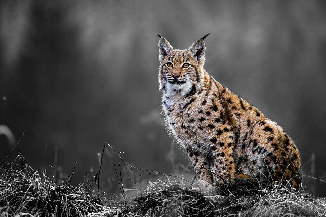 Europäischer Luchs auf Wiese B&W Detail, Glasbild