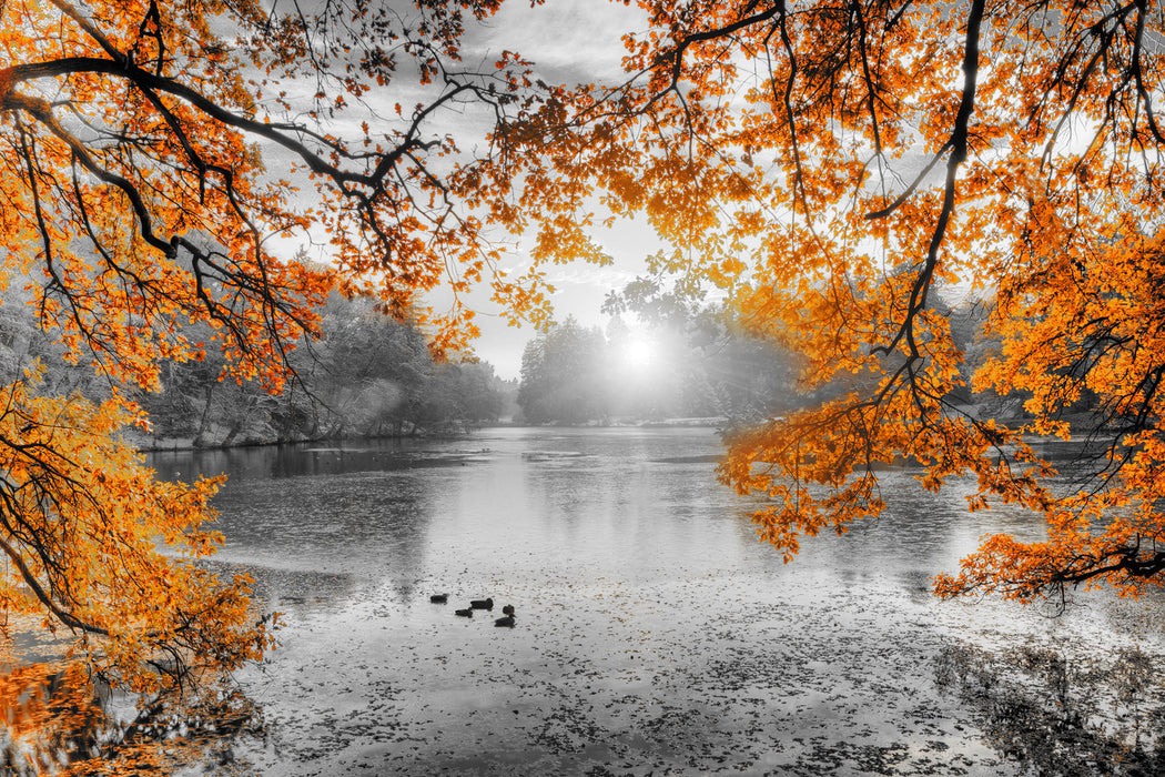 Herbstbäume um See bei Sonnenuntergang B&W Detail, Glasbild