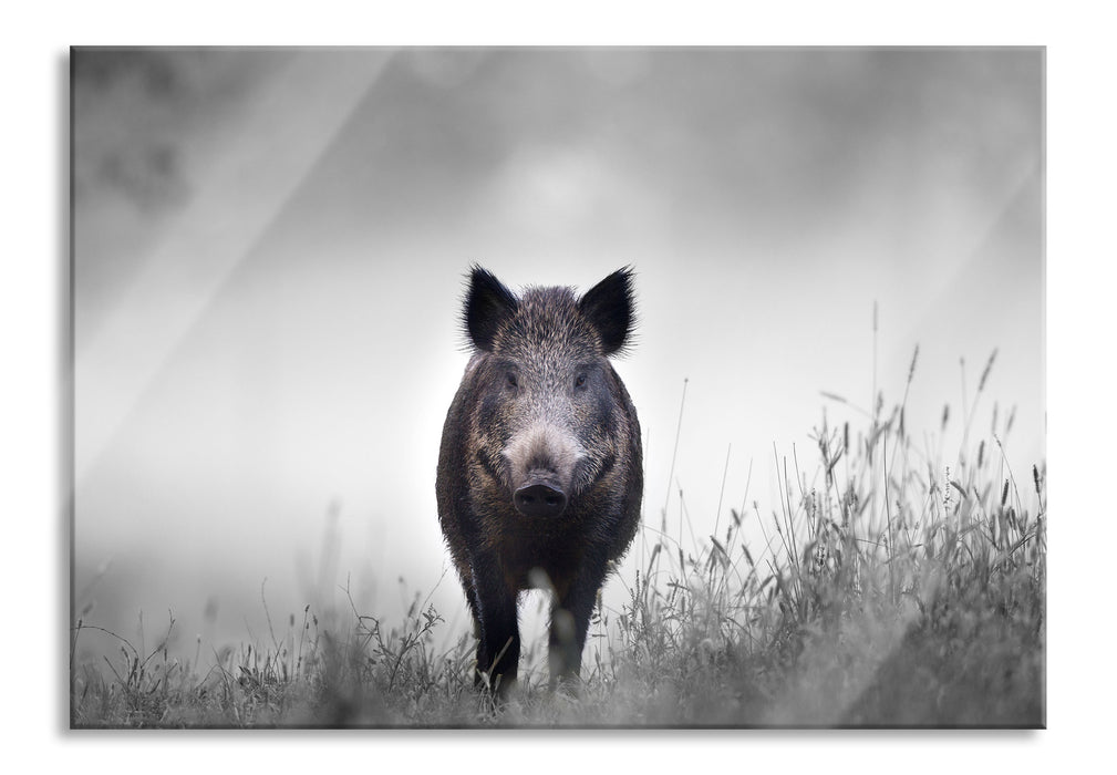 Wildschweinauf einer Wiese im Nebel B&W Detail, Glasbild