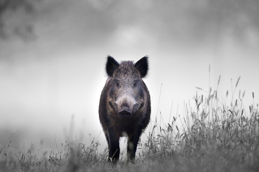 Wildschweinauf einer Wiese im Nebel B&W Detail, Glasbild