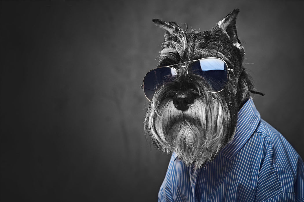 Lustiger Hund mit Hemd und Sonnenbrille B&W Detail, Glasbild