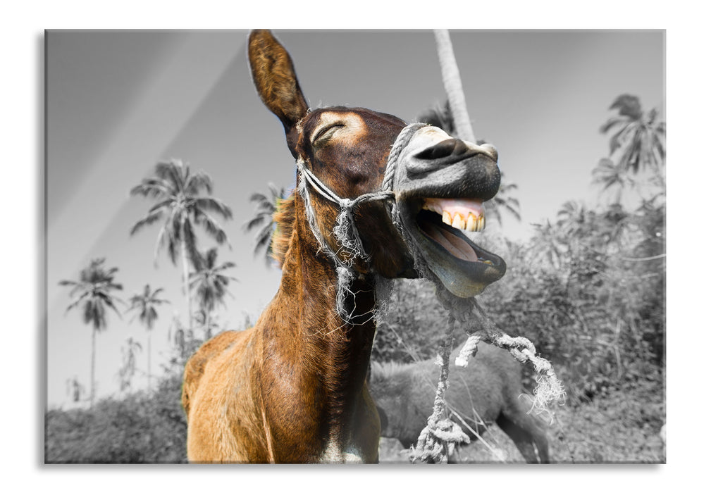 Pixxprint Lustiger lachender Esel unter Palmen B&W Detail, Glasbild