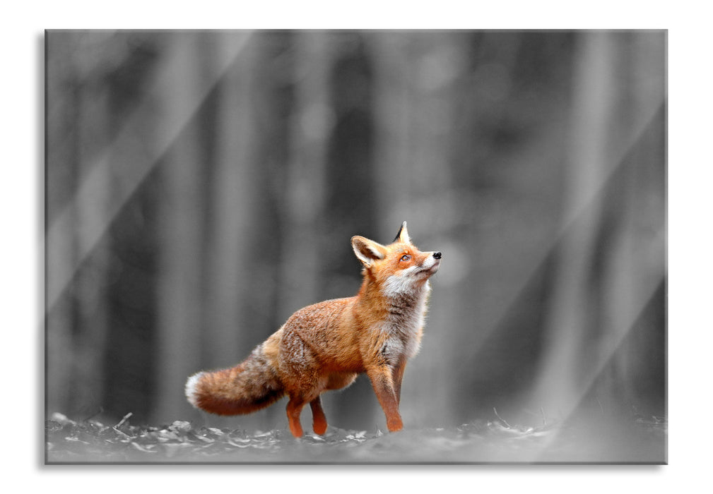 Neugieriger Fuchs im Herbstwald B&W Detail, Glasbild