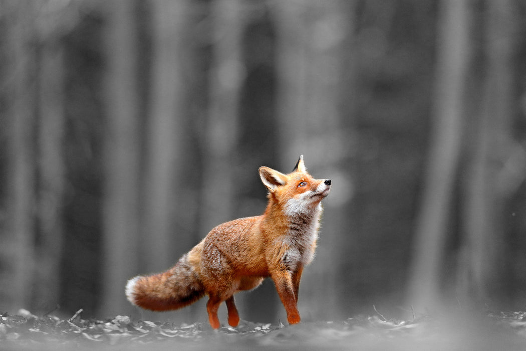 Neugieriger Fuchs im Herbstwald B&W Detail, Glasbild