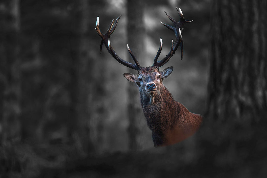 Hirsch im Wald schaut neugierig in die Kamera B&W Detail, Glasbild