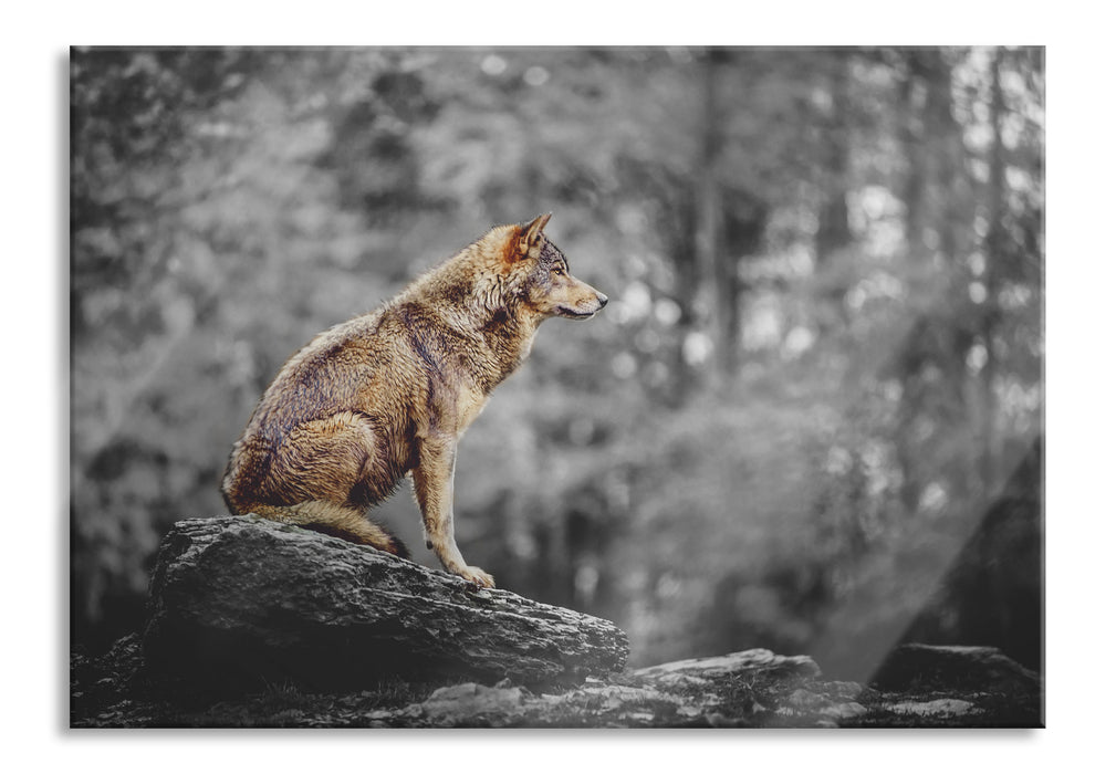 Wolf sitzt auf einem Stein im Herbstwald B&W Detail, Glasbild