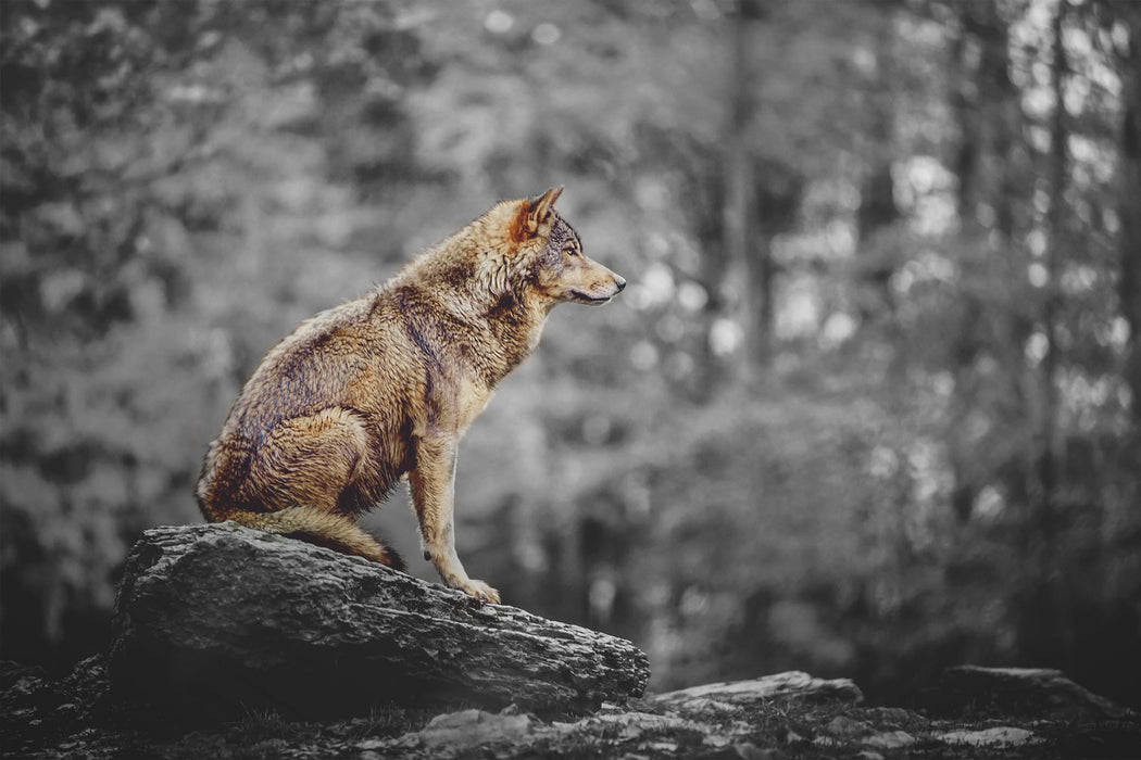 Wolf sitzt auf einem Stein im Herbstwald B&W Detail, Glasbild