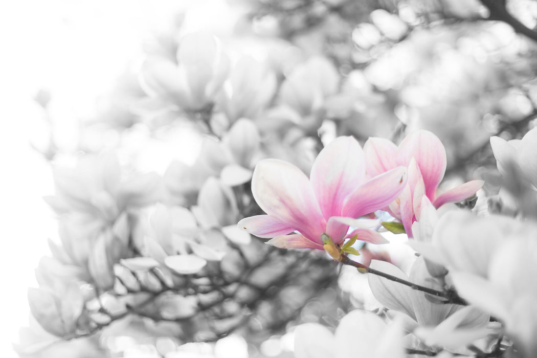 Nahaufnahme blühender Magnolienbaum B&W Detail, Glasbild