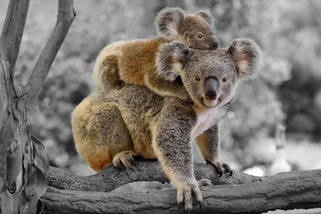 Koala Mutter mit Kind auf dem Rücken B&W Detail, Glasbild