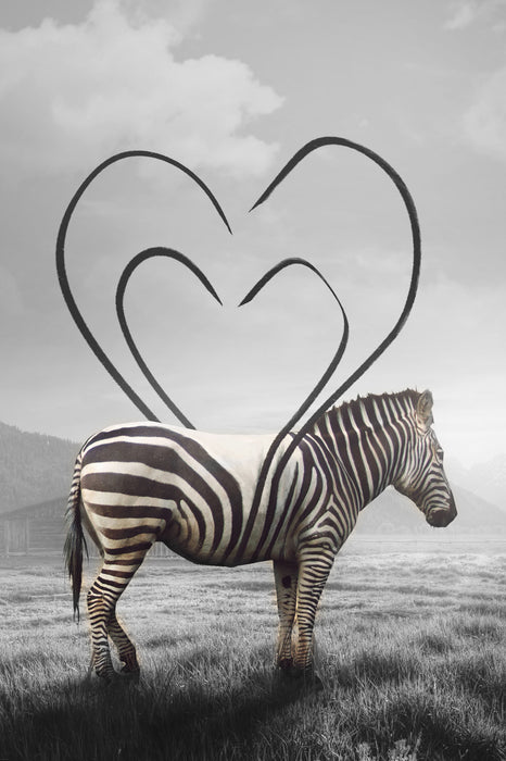 Zebra mit Herzbotschaft in der Savanne B&W Detail, Glasbild