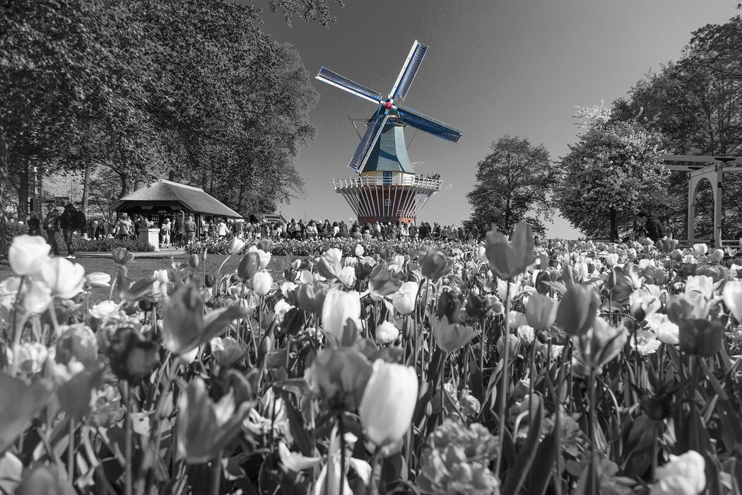 Holländisches Tulpenmeer vor Windmühle B&W Detail, Glasbild